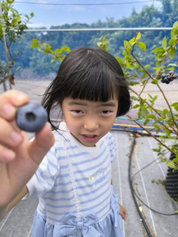 旬のブルーベリー狩り体験！！
