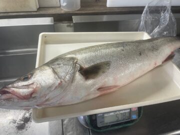 旬！利根川河口の川スズキ