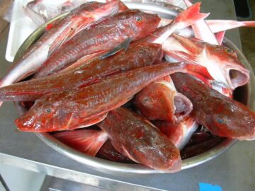 ほうぼうの美味しい時期になりました！