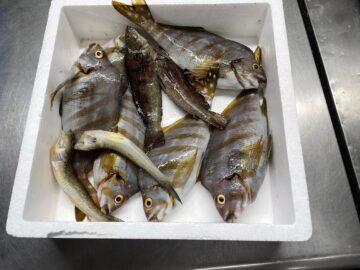 飯岡港内の釣り！