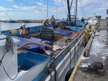 飯岡港久しぶりのマイワシ水揚げ！