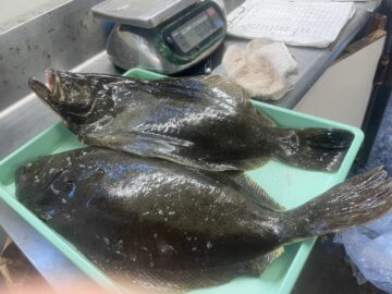 銚子外川港の考進丸ヒラメ釣！