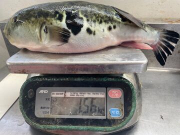 飯岡港梅花丸に乗船、埼玉の清水さんトラフグ！