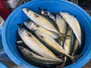 お待ちかね！銚子港で極上サバ水揚！