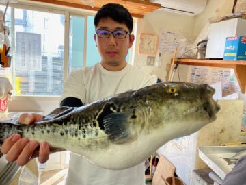 鹿島港宗和丸に乗船の長谷川さん、トラフグ2匹捌き！