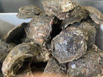 カキ殻を差し上げます！