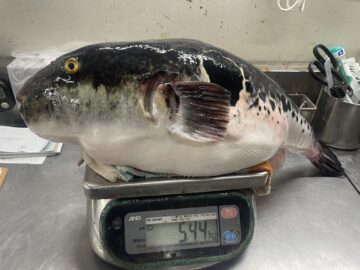 とらふぐのから揚げ！