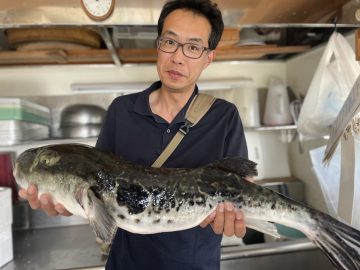 飯岡港幸丸乗船の菅沢さん4，36キロトラフグ捌き