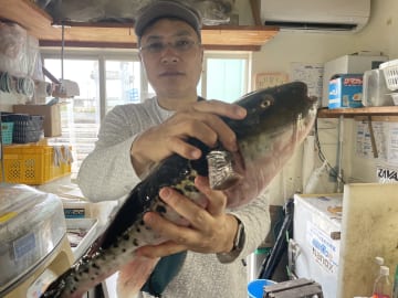 飯岡港！幸丸乗船の大島さん、とらふぐを釣る！