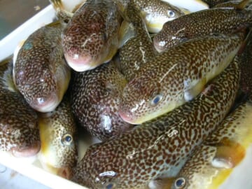 秋を迎え「ふぐ御膳」をはじめました！